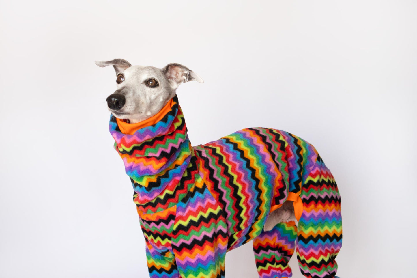 mono polar whippet aspen onda dogs