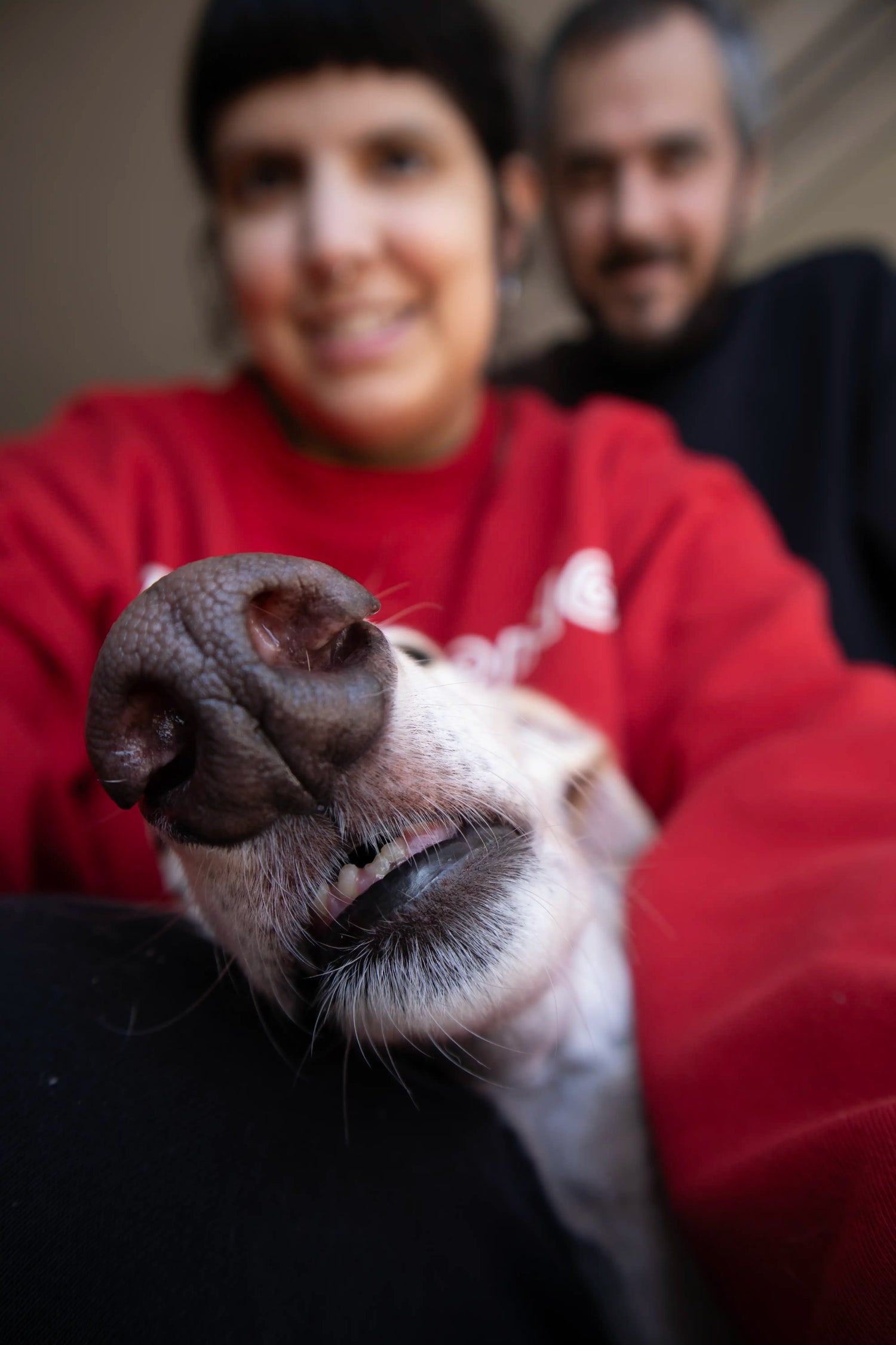 onda dogs quienes somos