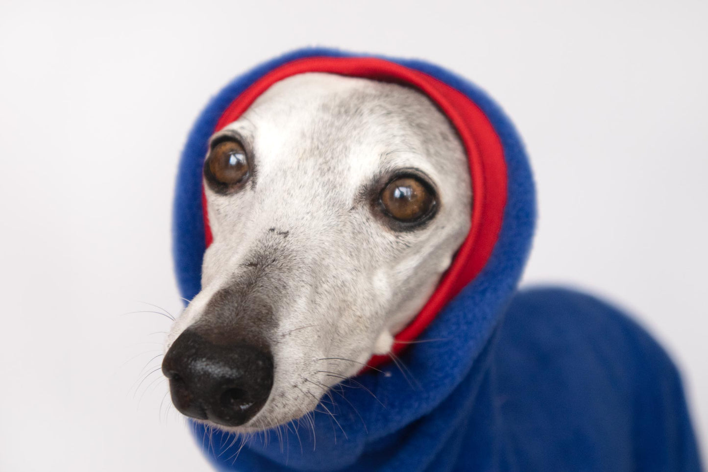 ropa galgo mono polar whippet azul onda dogs greyhound clothes fleece for whippets