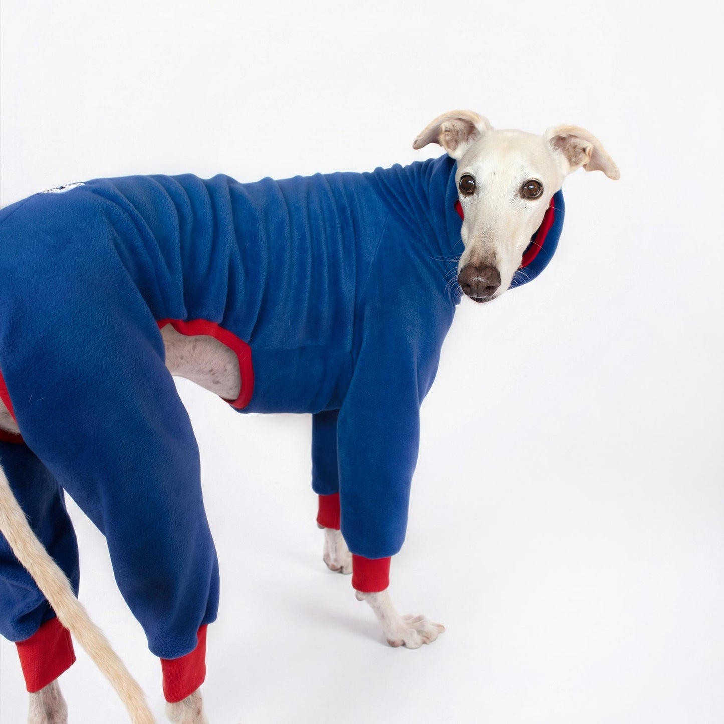 Galgo sentado de frente con polar azul, mostrando el ajuste perfecto para el pecho profundo característico de la raza