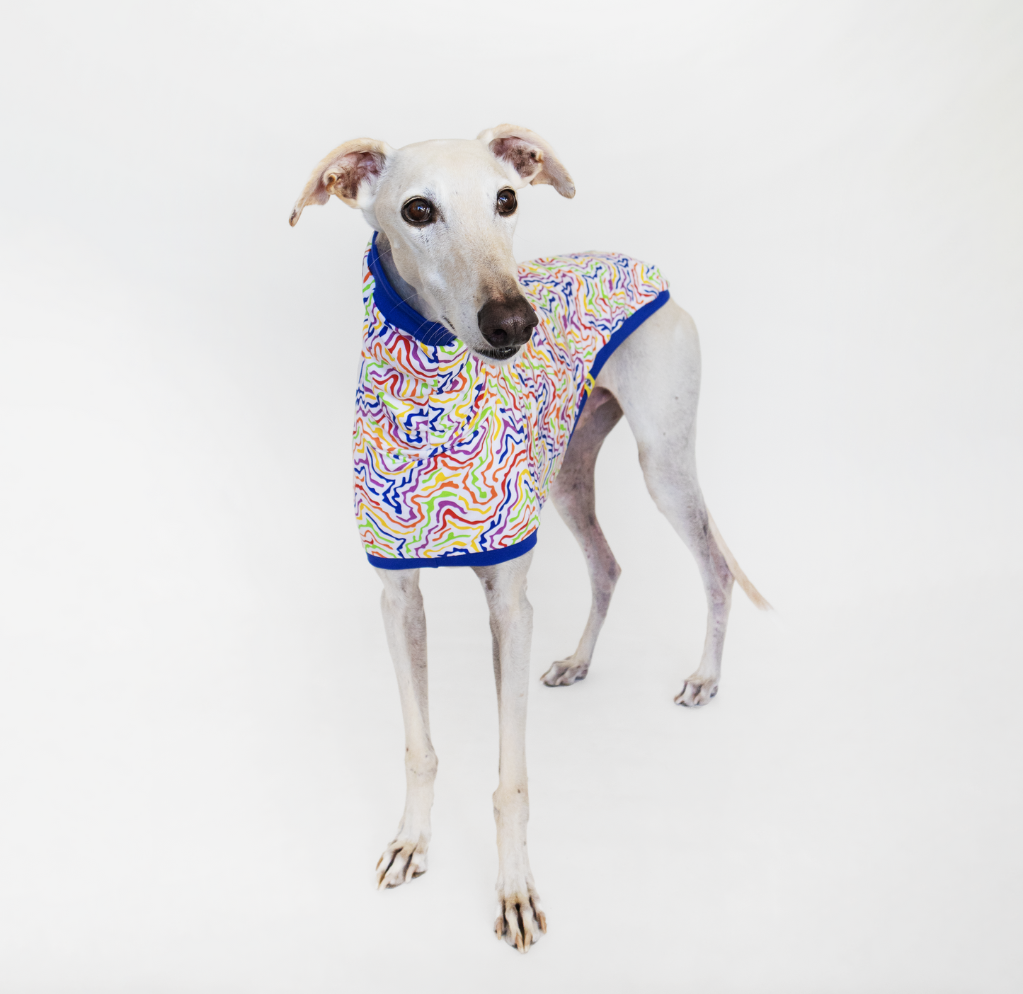 ropa para galgo camiseta manga corta arcoiris electrico onda dogs