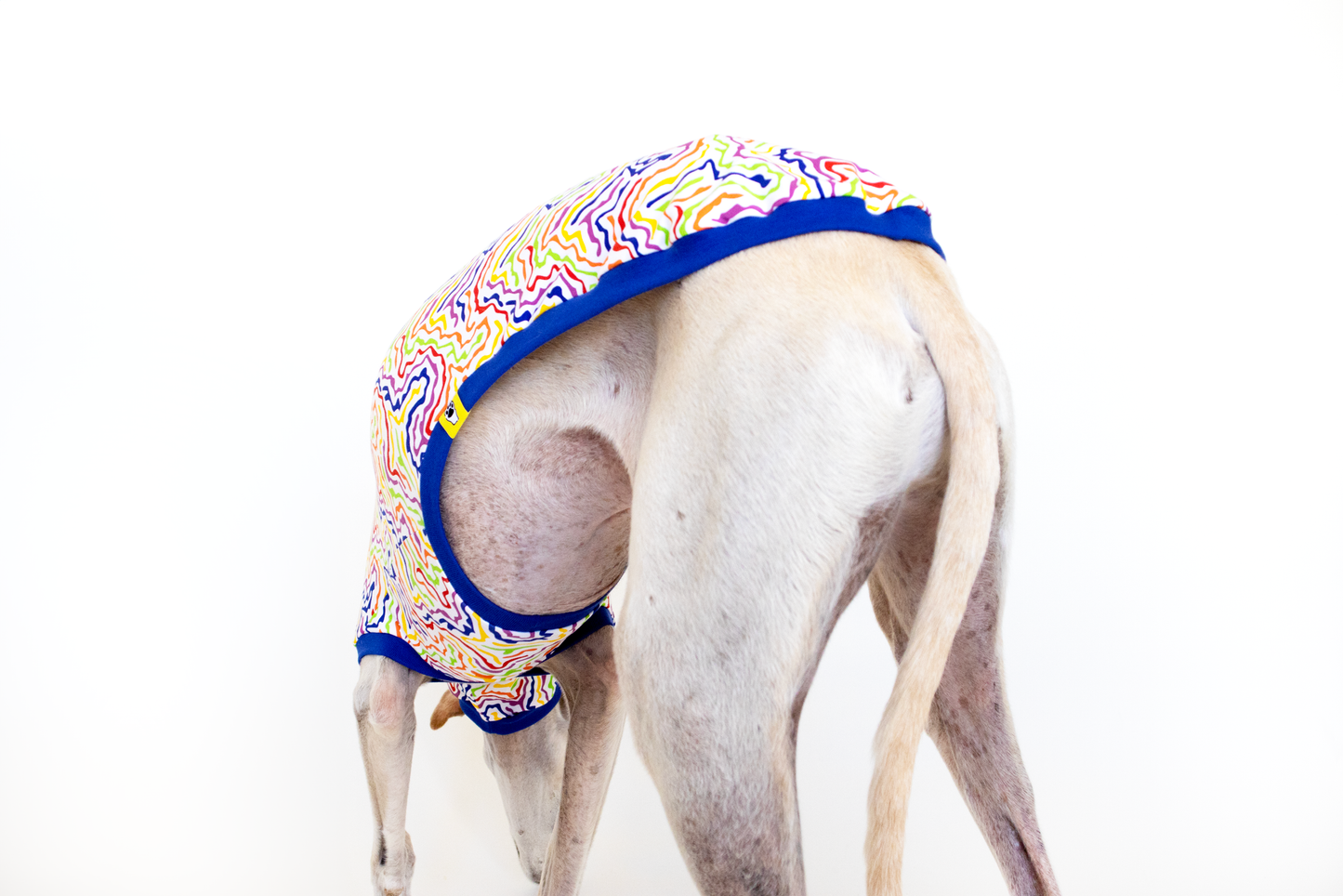 ropa para galgo camiseta manga corta arcoiris electrico onda dogs