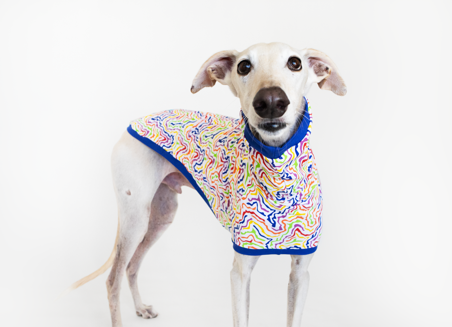 ropa para galgo camiseta manga corta arcoiris electrico onda dogs