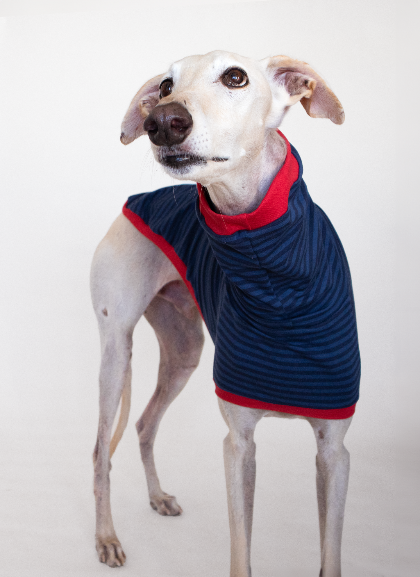 ropa para galgo camiseta manga corta azul clasica onda dogs