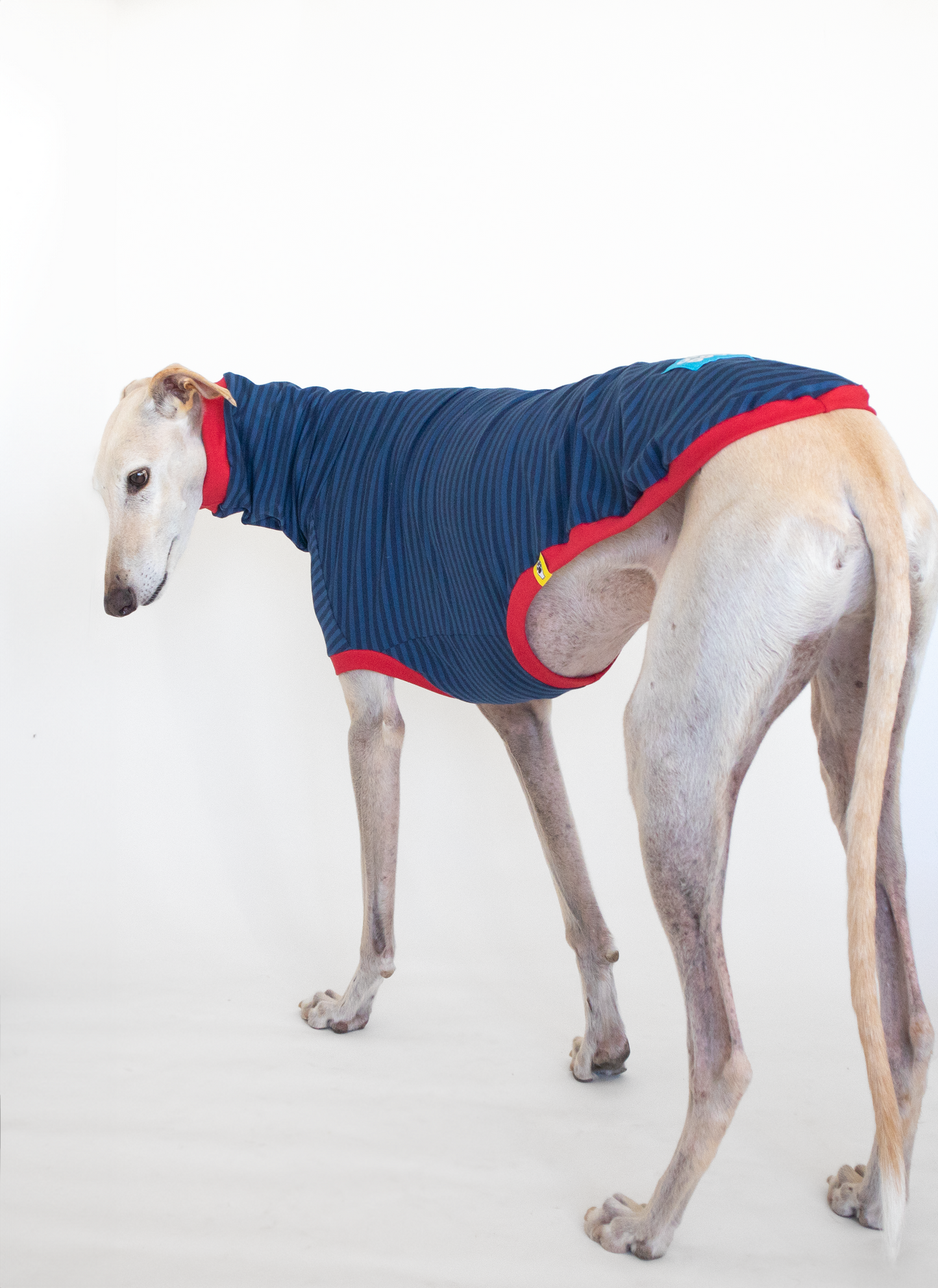 ropa para galgo camiseta manga corta azul clasica onda dogs