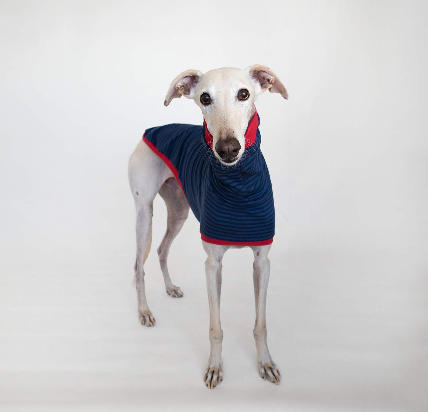 ropa para galgo camiseta manga corta azul clasica onda dogs