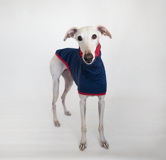 ropa para galgo camiseta manga corta azul clasica onda dogs