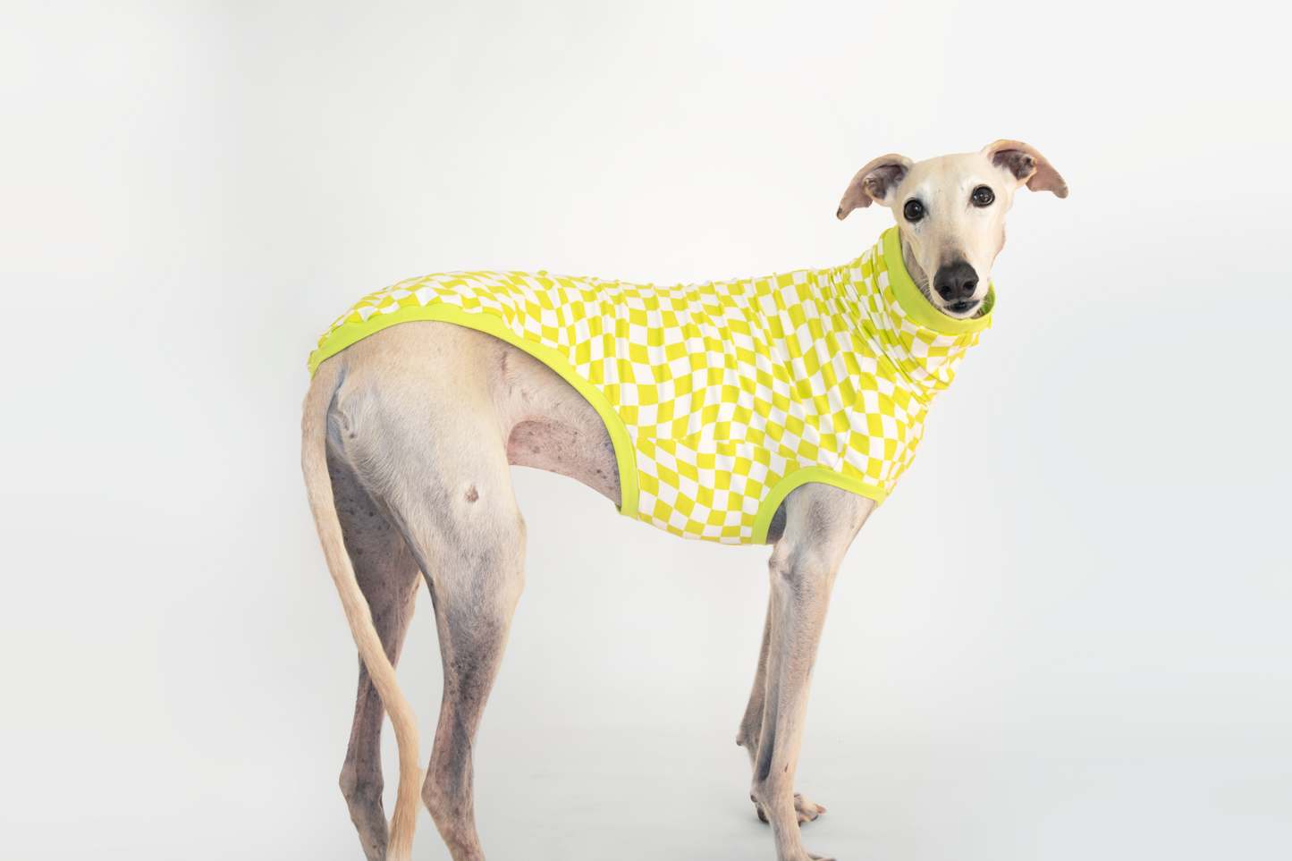 ropa para galgo camiseta manga corta lima limon onda dogs