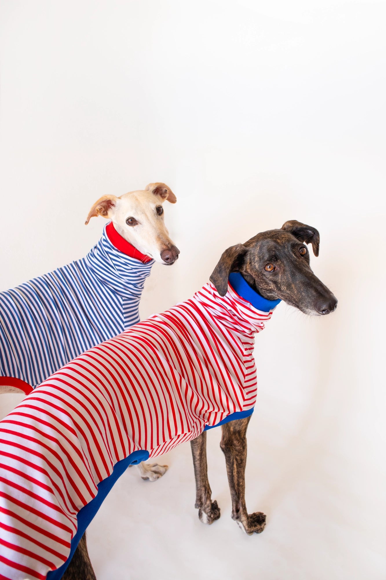 ropa para galgo camiseta manga corta marinero onda dogs