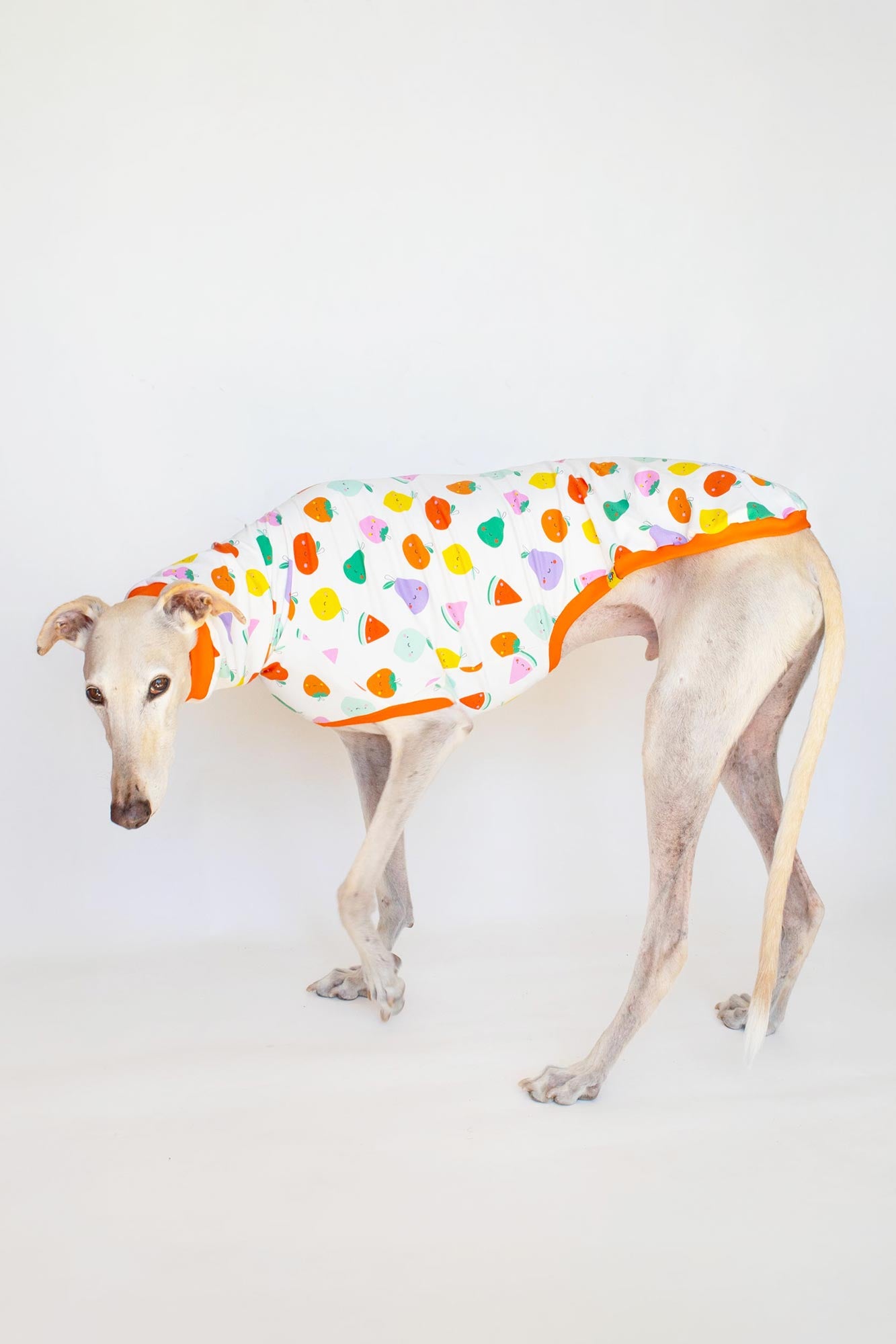 ropa para galgo camiseta manga corta tutifruti onda dogs greyhound clothes