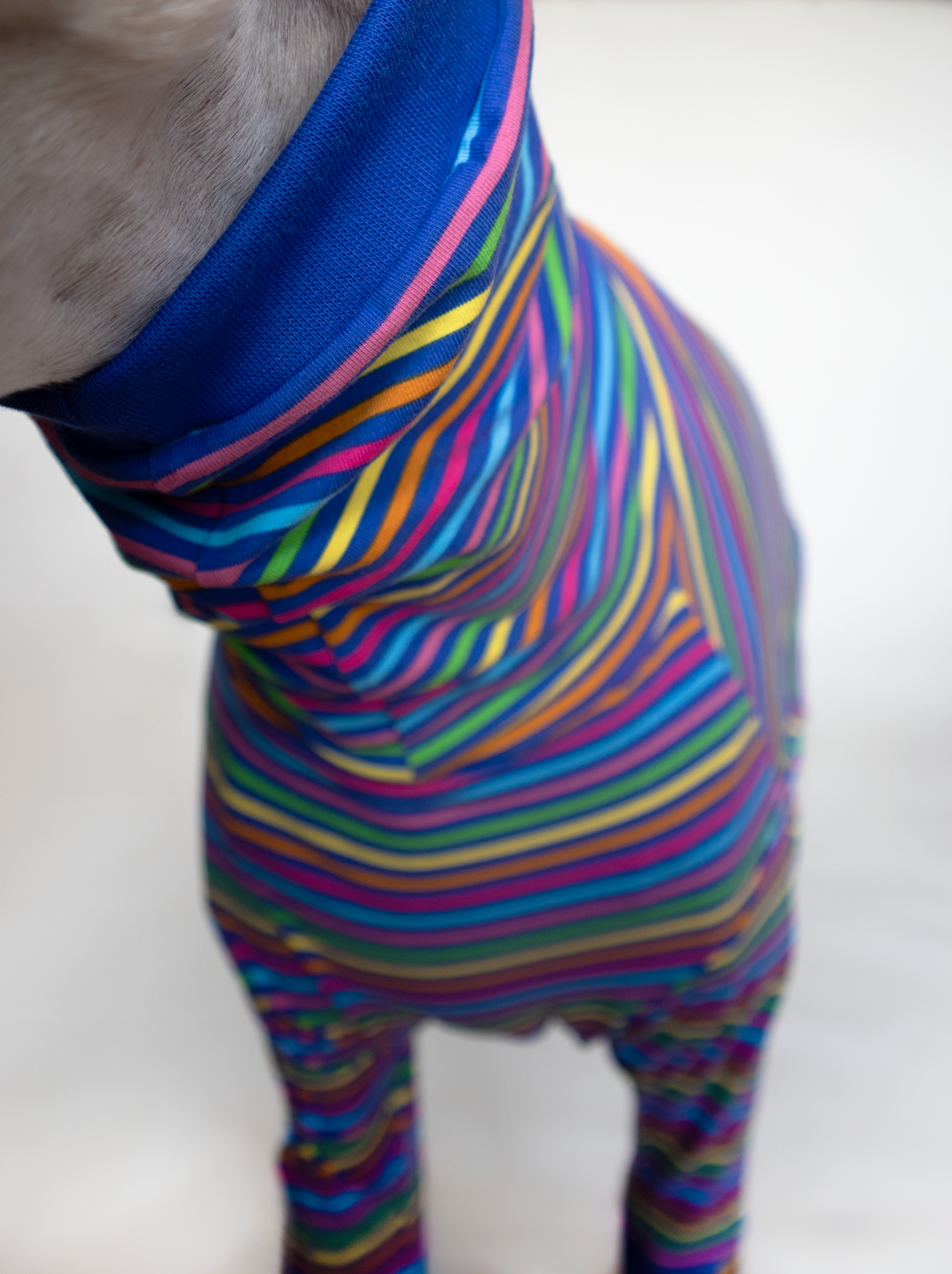 ropa para galgo camiseta manga larga arcoiris azul onda dogs