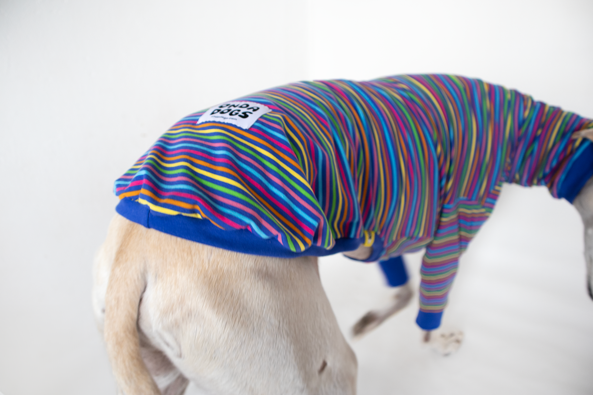 ropa para galgo camiseta manga larga arcoiris azul onda dogs