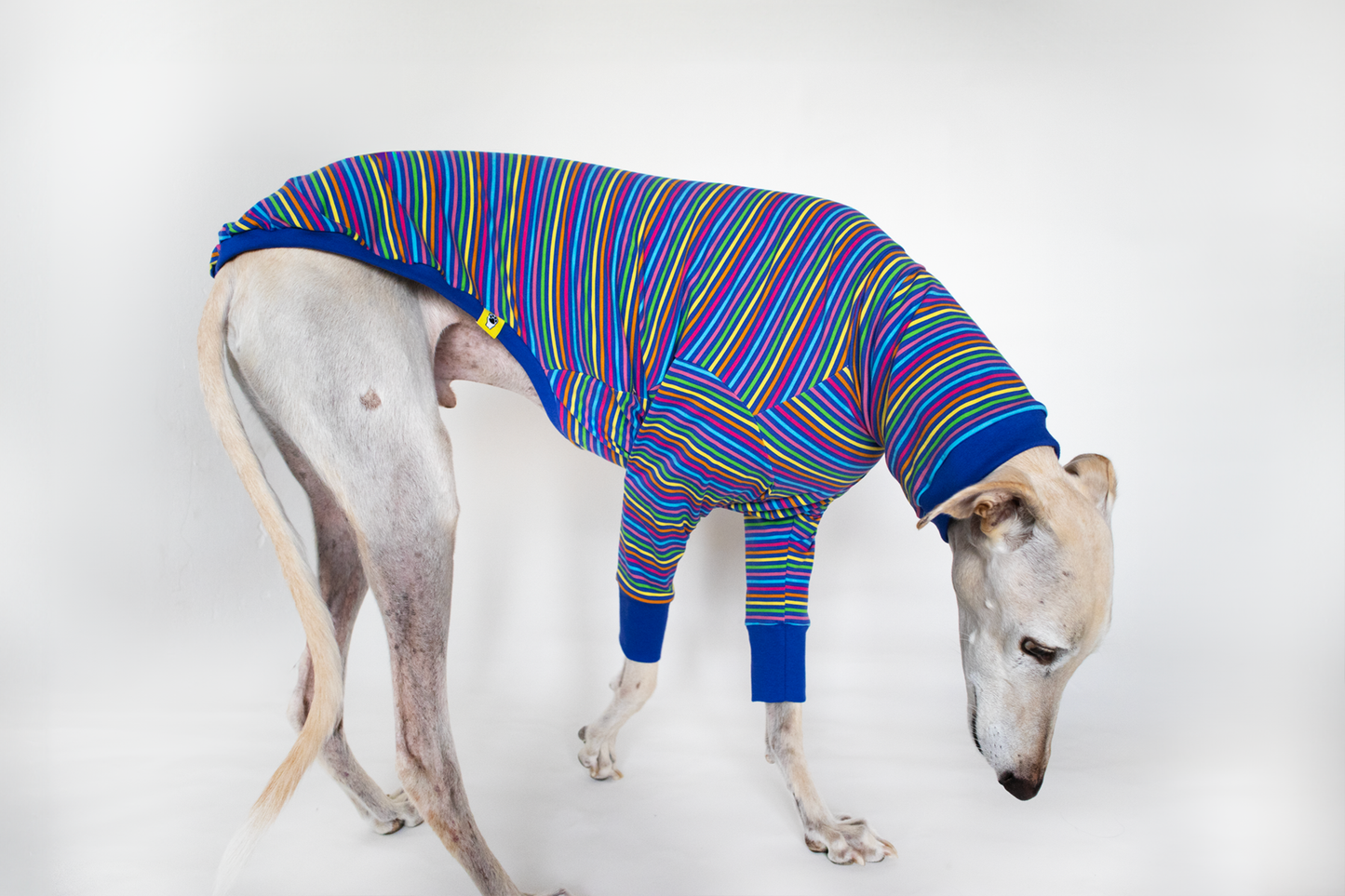 ropa para galgo camiseta manga larga arcoiris azul onda dogs