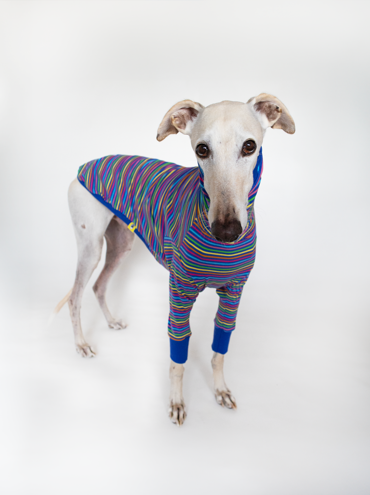 ropa para galgo camiseta manga larga arcoiris azul onda dogs