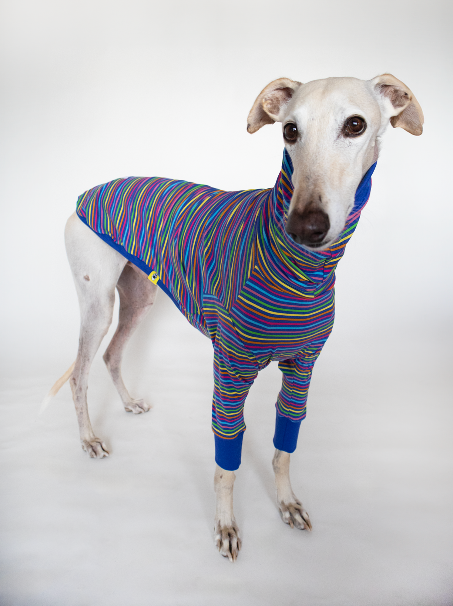 ropa para galgo camiseta manga larga arcoiris azul onda dogs