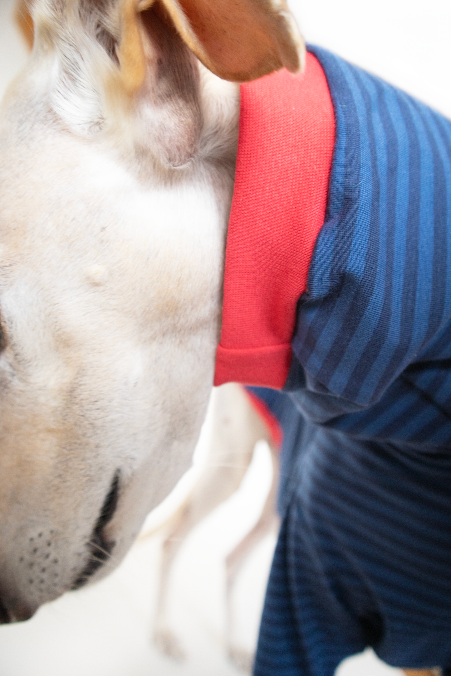 ropa para galgo camiseta manga larga azul clasica onda dogs