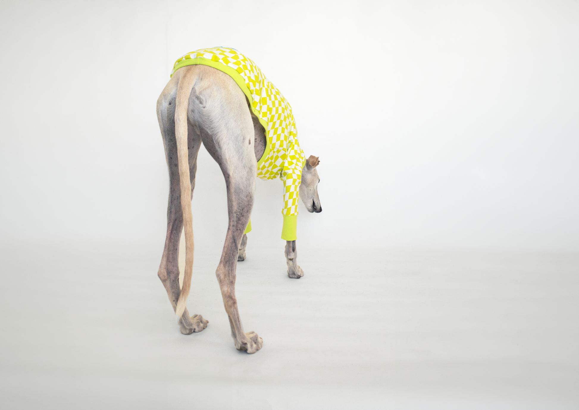 ropa para galgo camiseta manga larga lima limon onda dogs