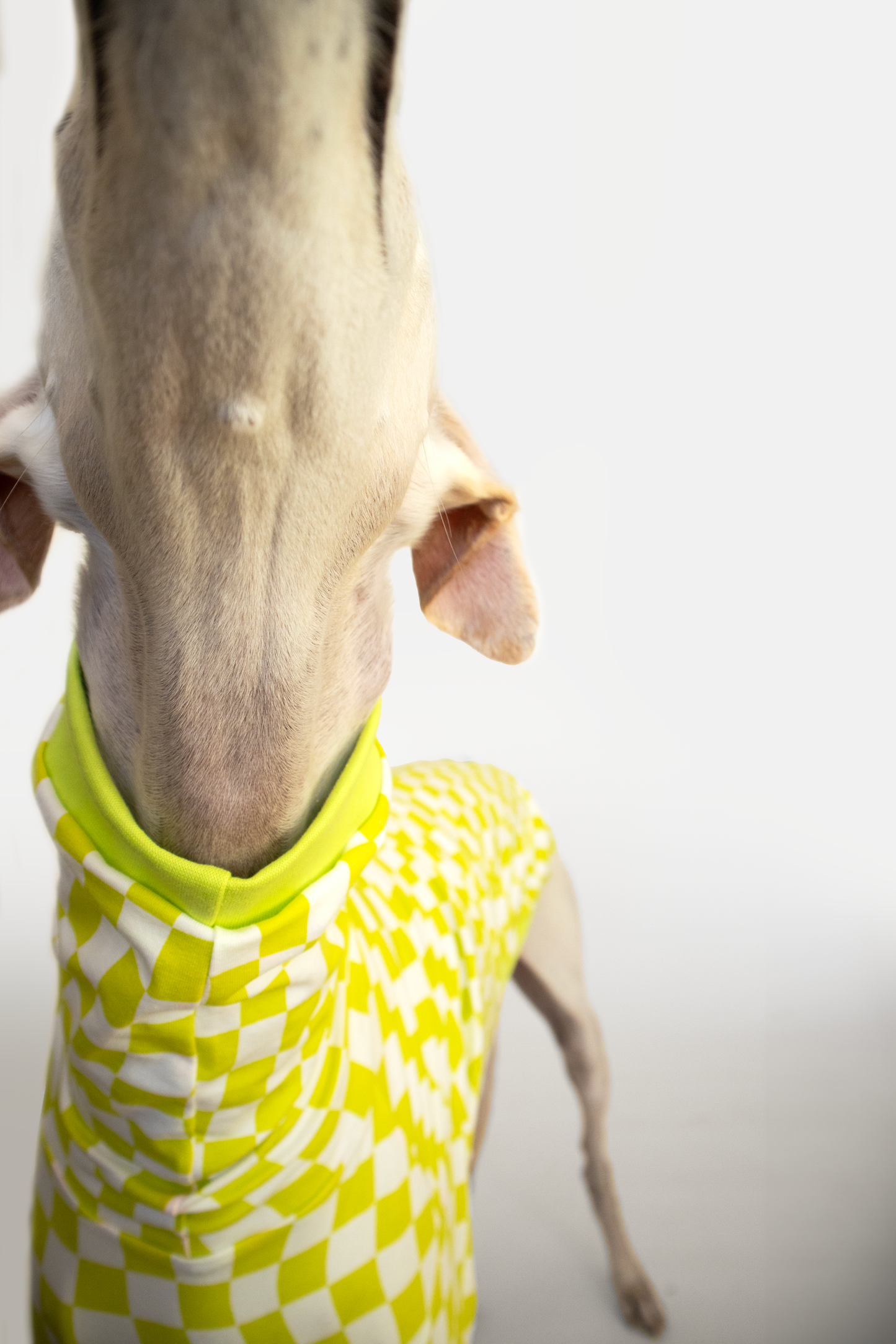 ropa para galgo camiseta manga larga lima limon onda dogs