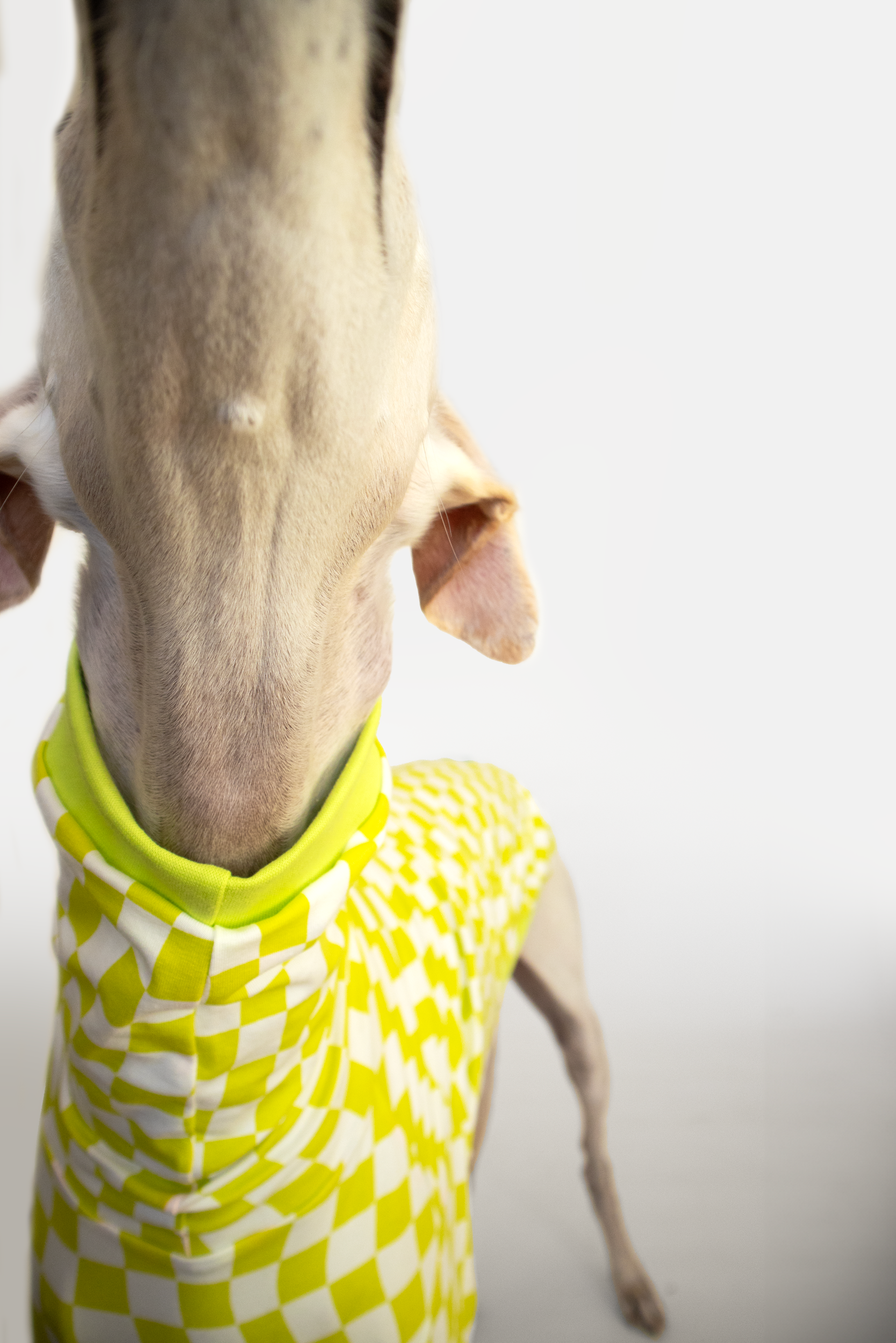 ropa para galgo camiseta manga larga lima limon onda dogs