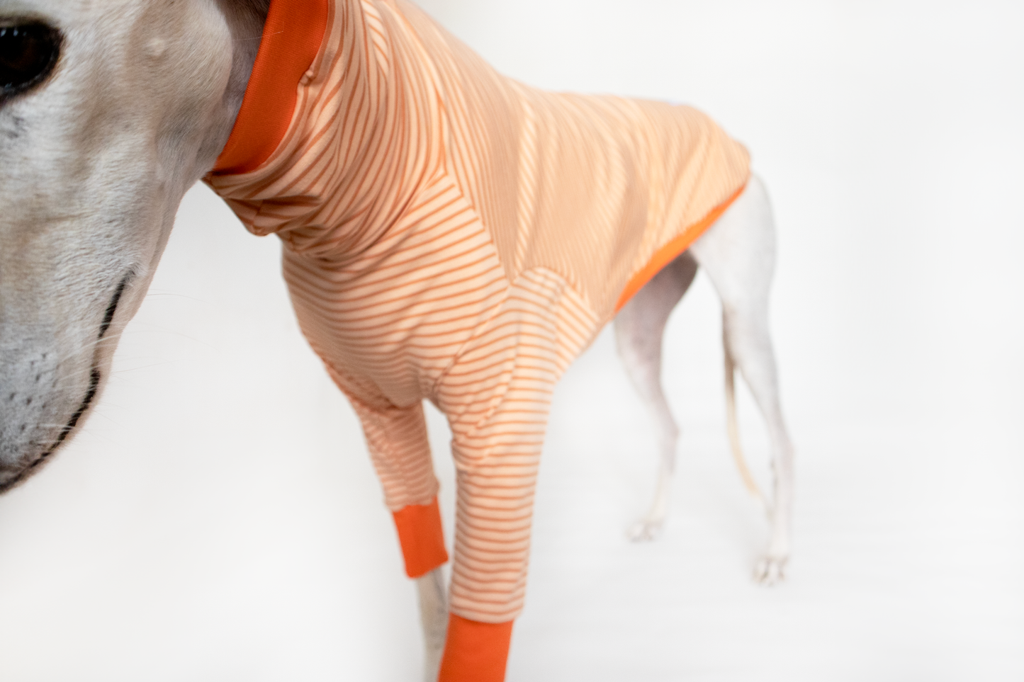 ropa para galgo camiseta manga larga naranja crema onda dogs