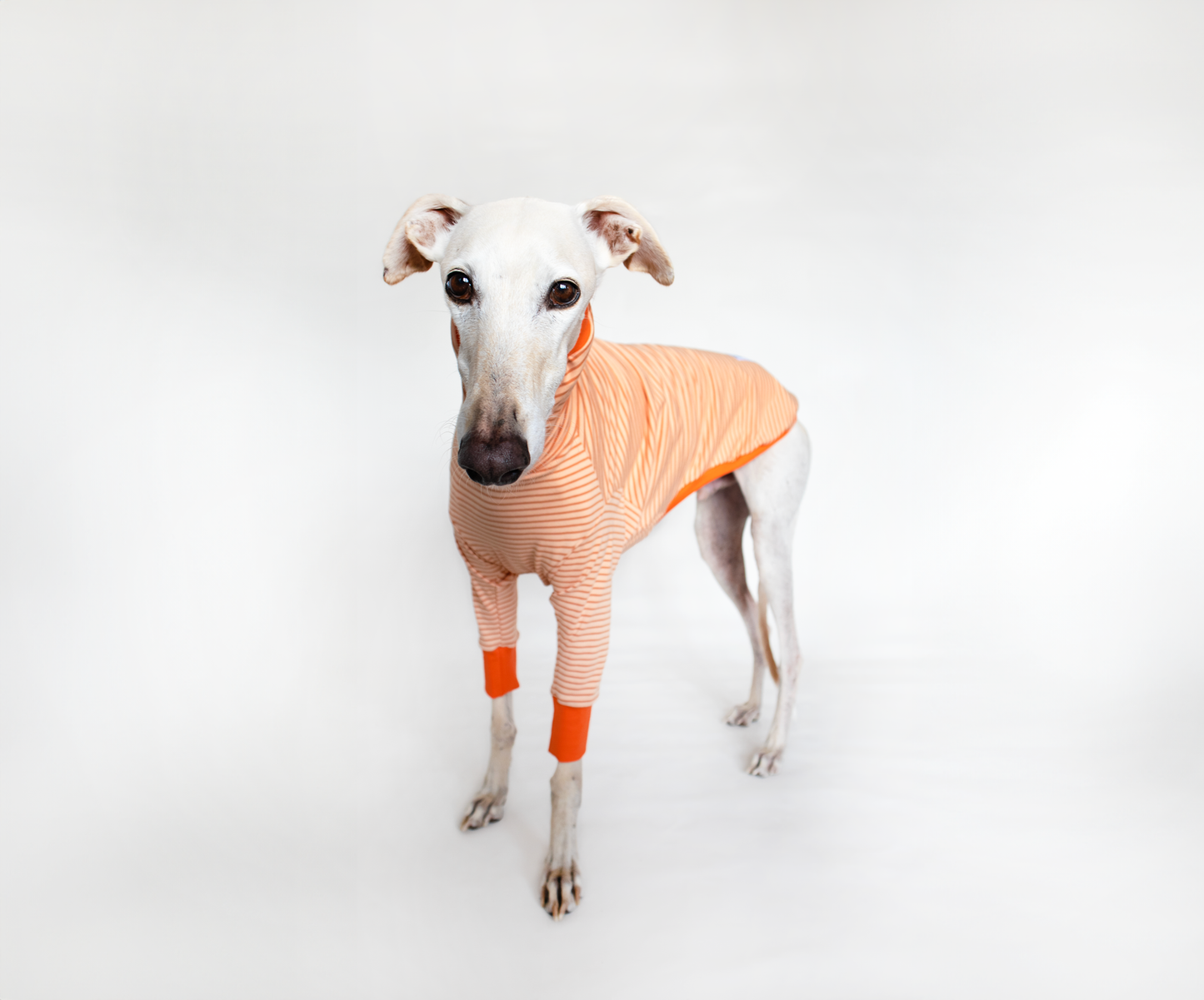 ropa para galgo camiseta manga larga naranja crema onda dogs