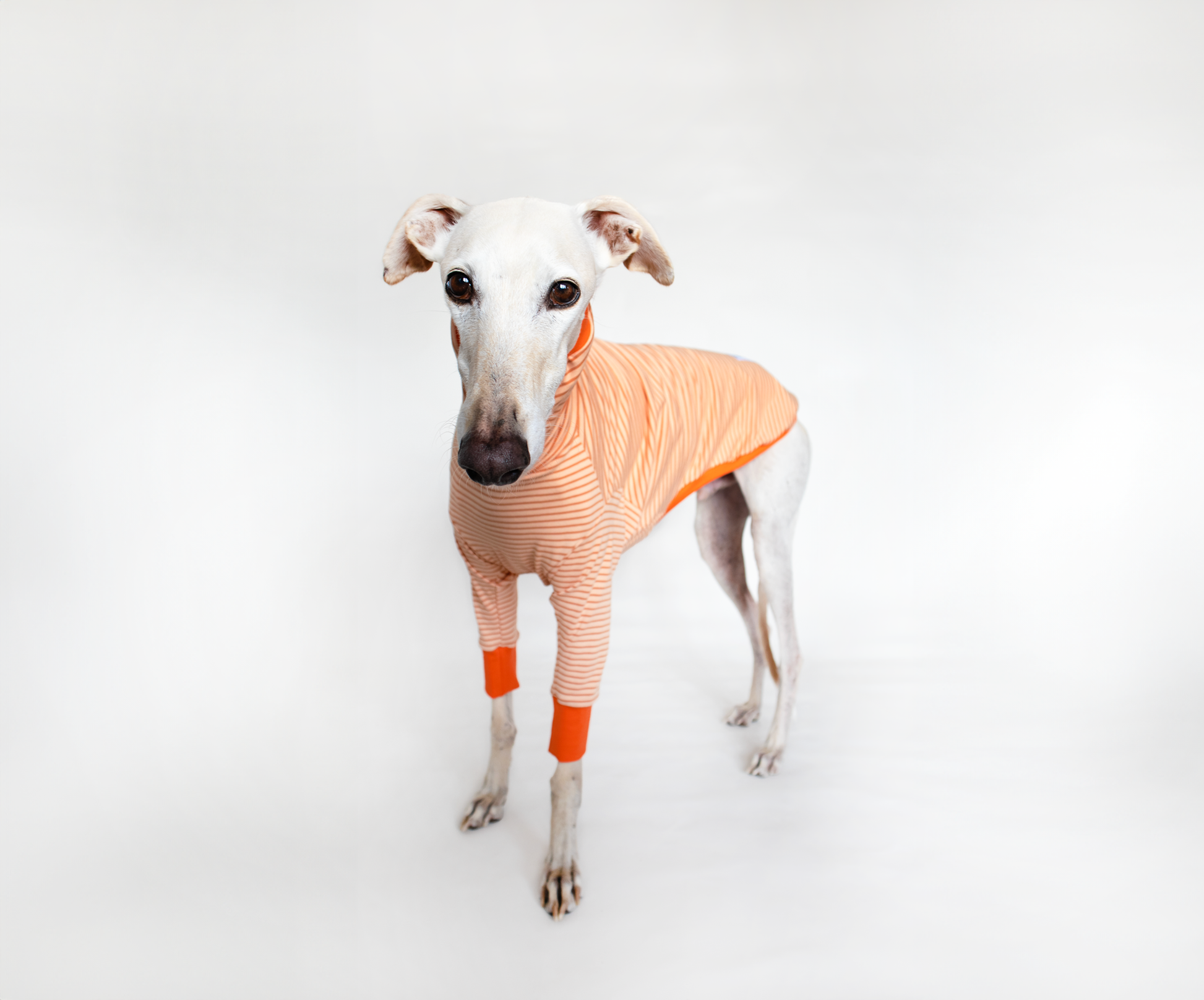 ropa para galgo camiseta manga larga naranja crema onda dogs
