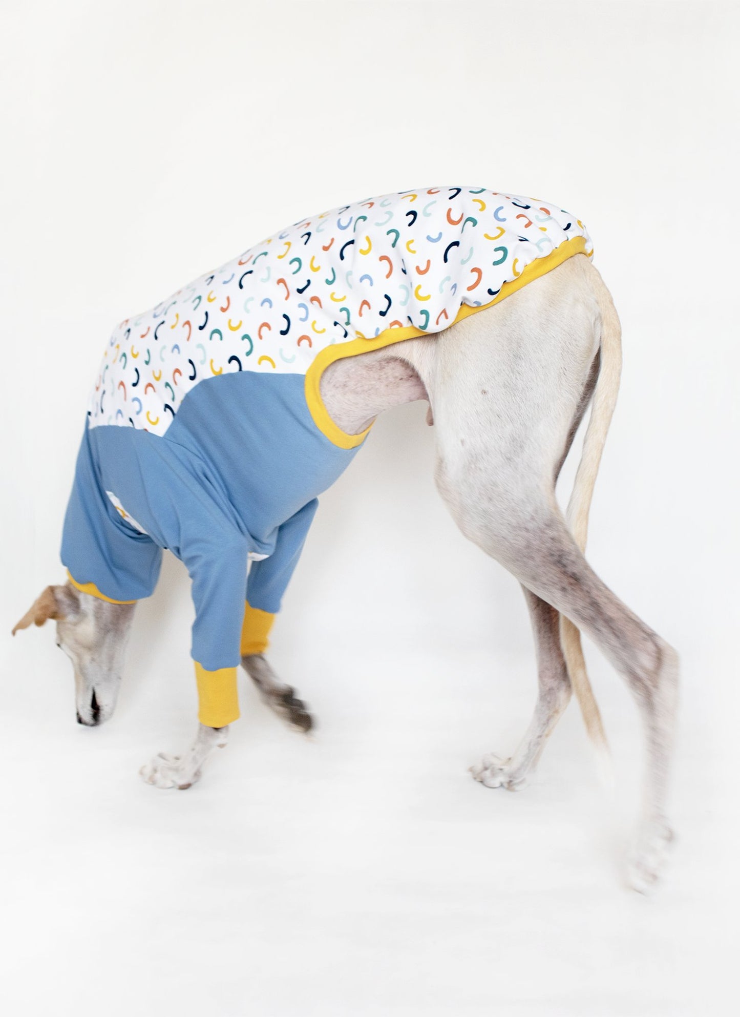 ropa galgo sudadera combi azul onda dogs greyhound clothes