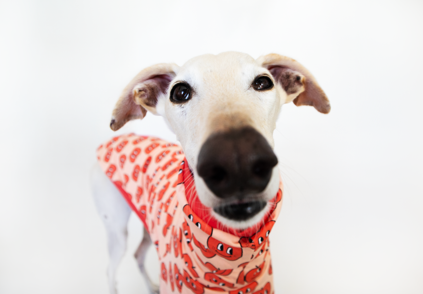 ropa para galgo sudadera manga larga manzanita felices onda dogs