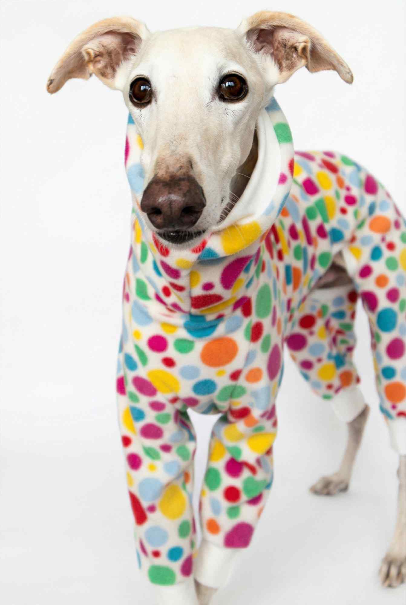Galgo con pijama polar Confeti Blanco visto de frente, abrigo térmico artesanal para galgos