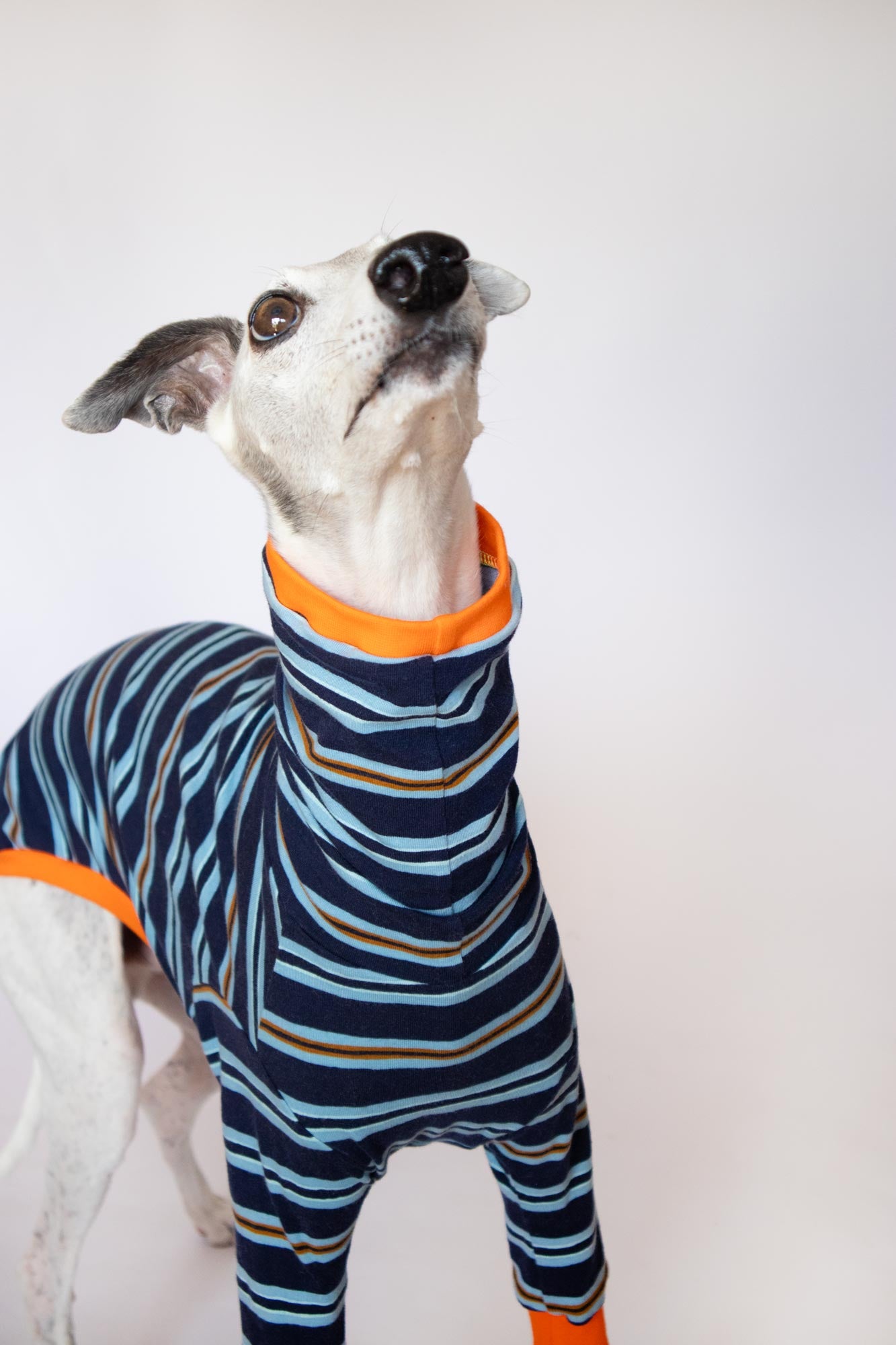 ropa para whippet domingo pijama onda dogs clothes for whippets pajama 