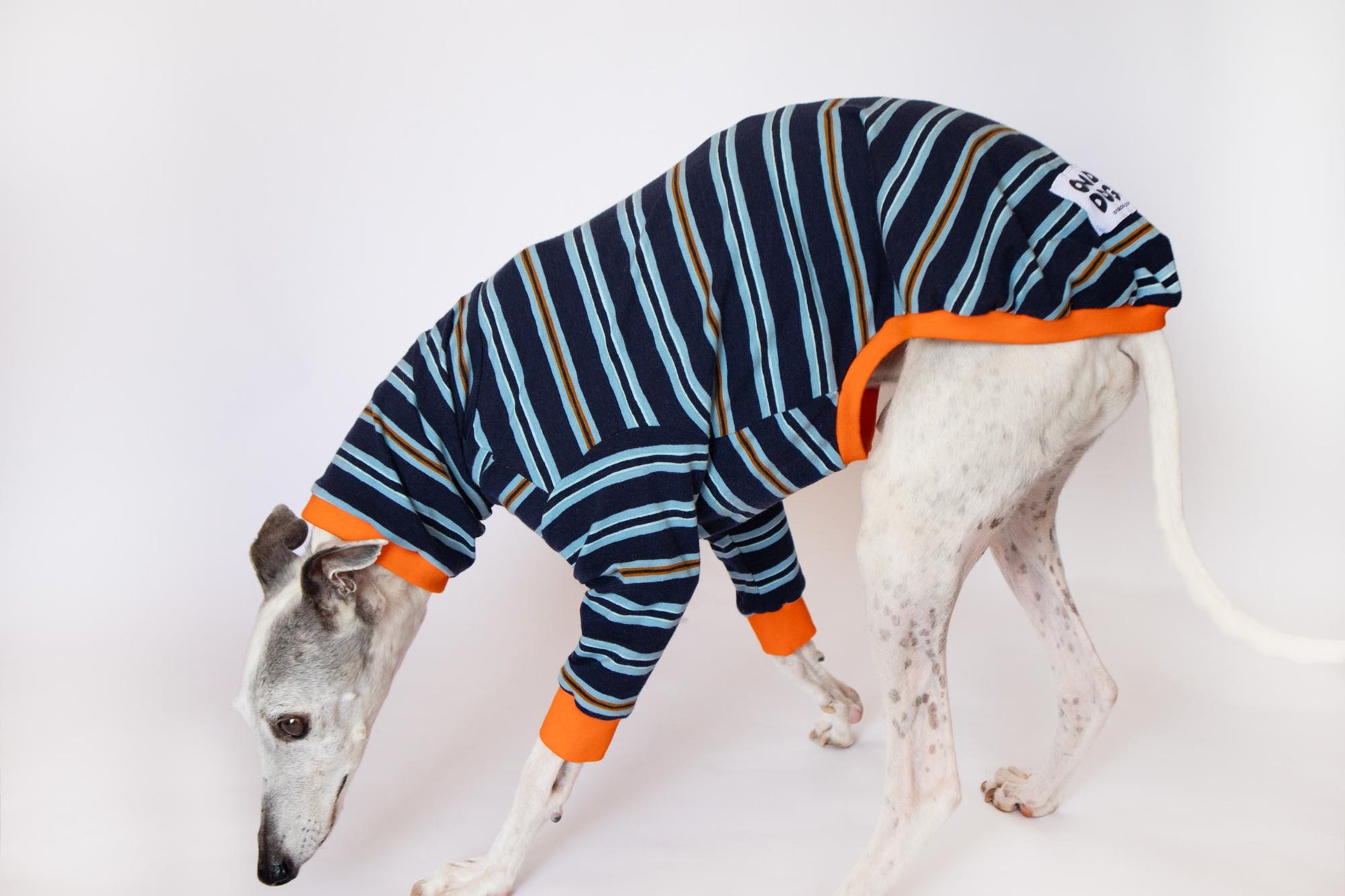 ropa para whippet domingo pijama onda dogs clothes for whippets pajama 