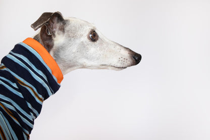 ropa para whippet domingo pijama onda dogs clothes for whippets pajamas 