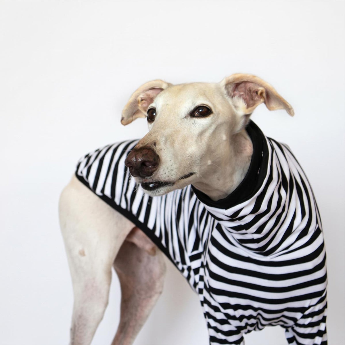 Galgo color crema con camiseta Mimo de rayas blancas y negras, mostrando el cuello alto y el ajuste en el pecho