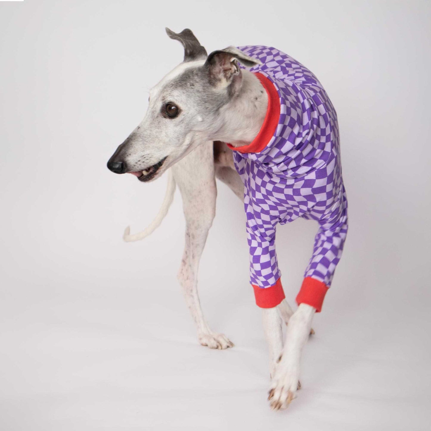 Whippet caminando con la camiseta Lilax de manga larga de Onda Dogs