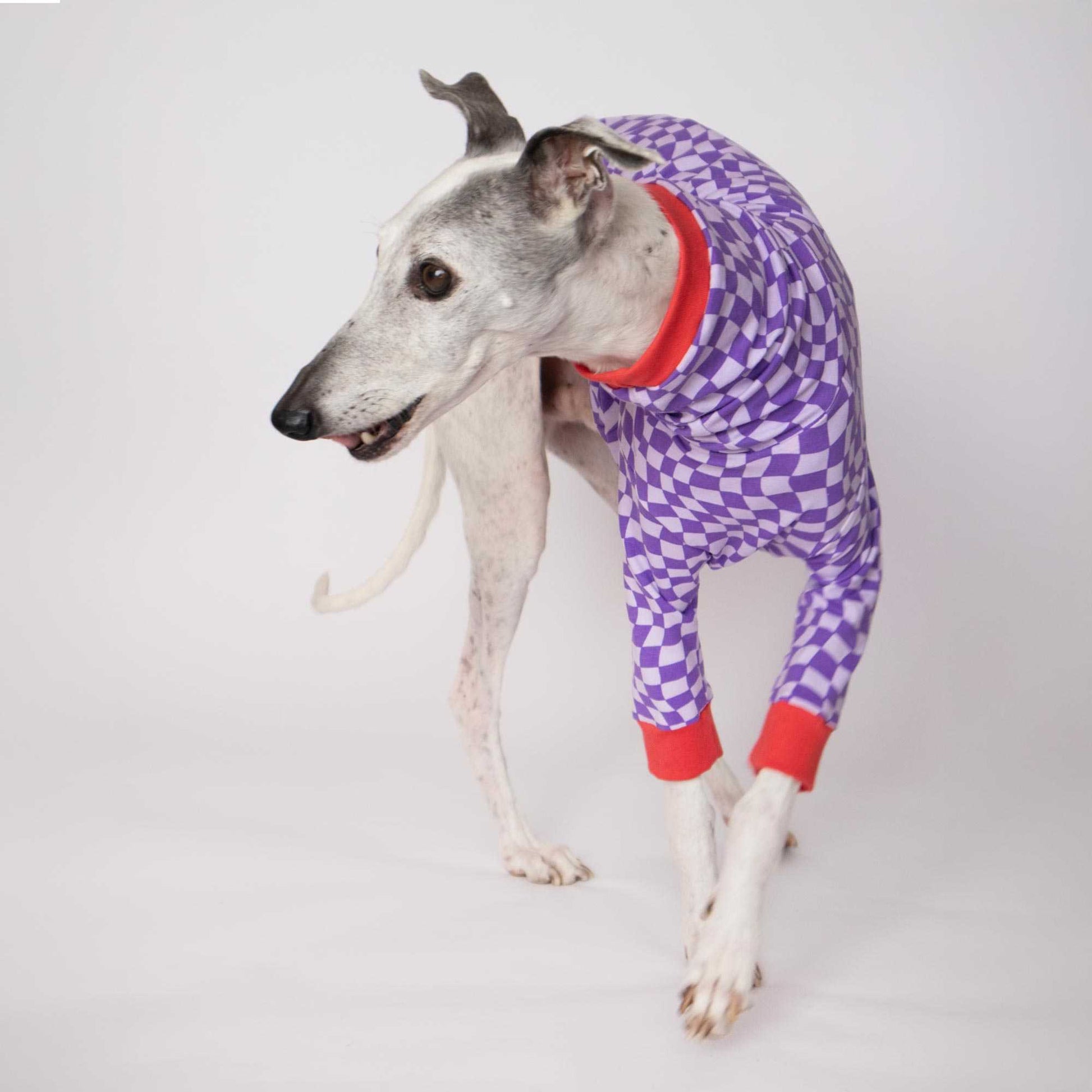 Whippet caminando con la camiseta Lilax de manga larga de Onda Dogs