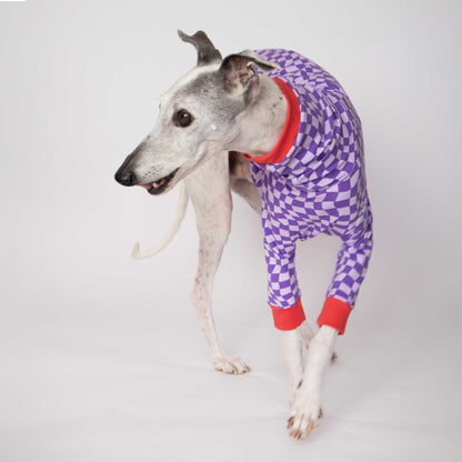 Whippet caminando con la camiseta Lilax de manga larga de Onda Dogs