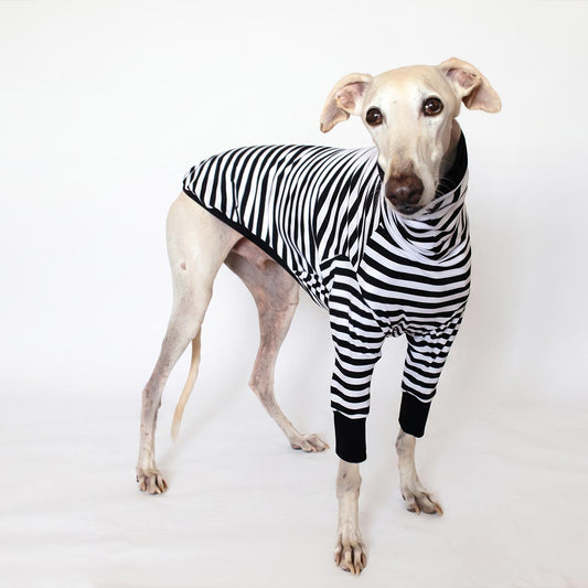Galgo color crema con camiseta Mimo de manga larga, rayas blancas y negras, cuello alto y puños negros