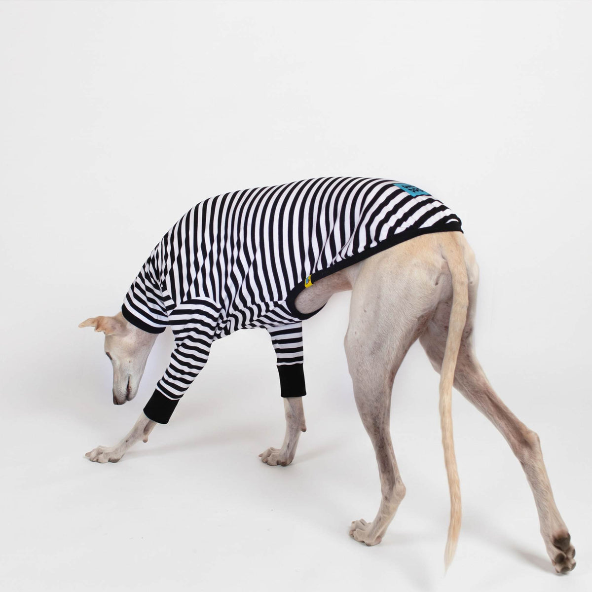 Galgo color crema de perfil con camiseta Mimo de manga larga a rayas blancas y negras y puños negros