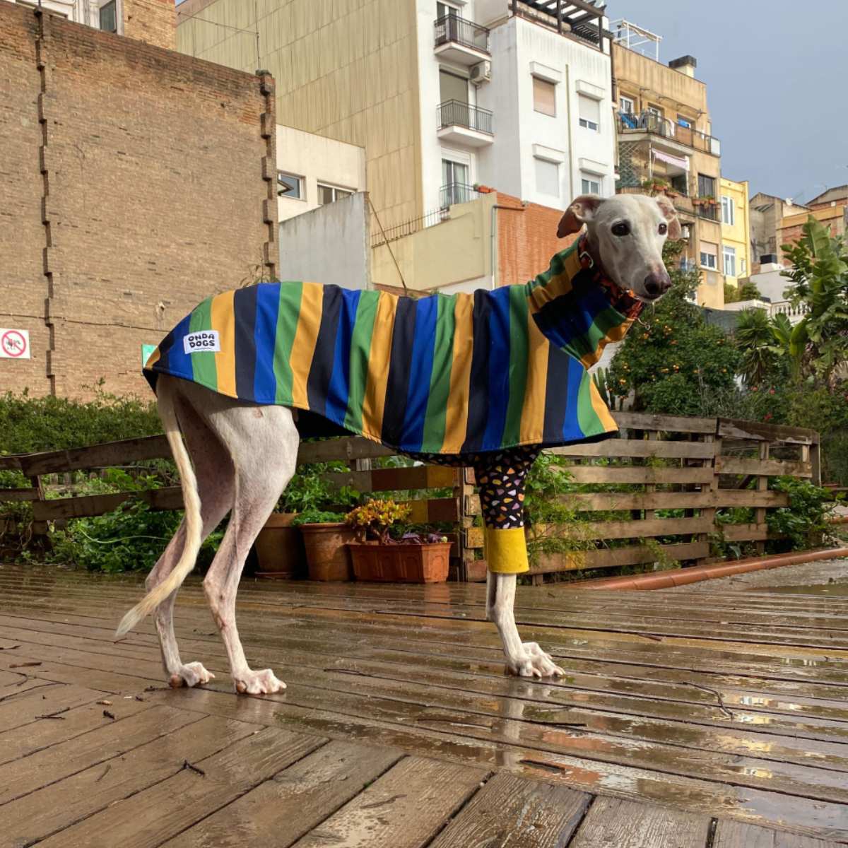 Galgo con chubasquero Nimbus impermeable de Onda Dogs