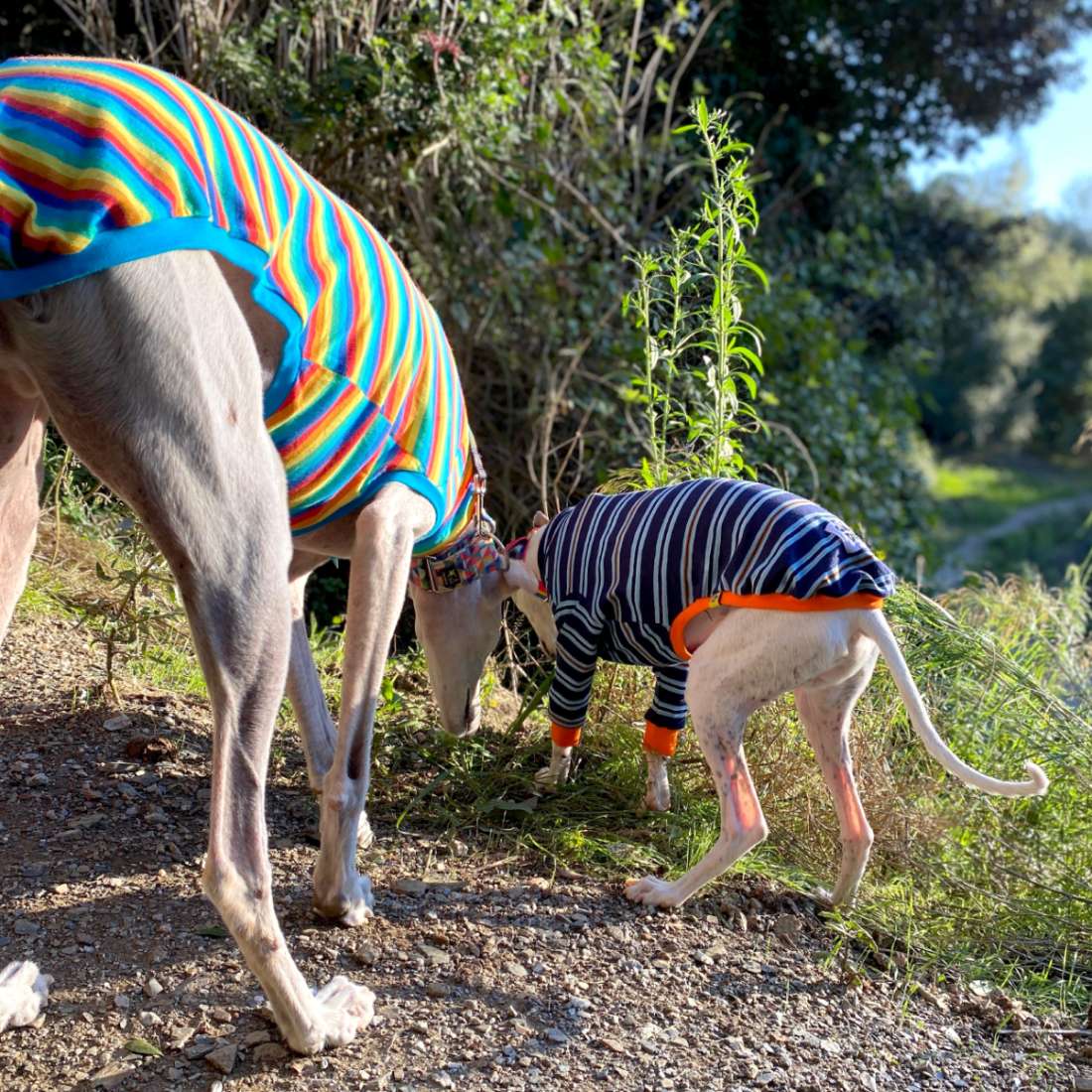 Galgo y whippet con ropa para lebreles de Onda Dogs en la naturaleza
