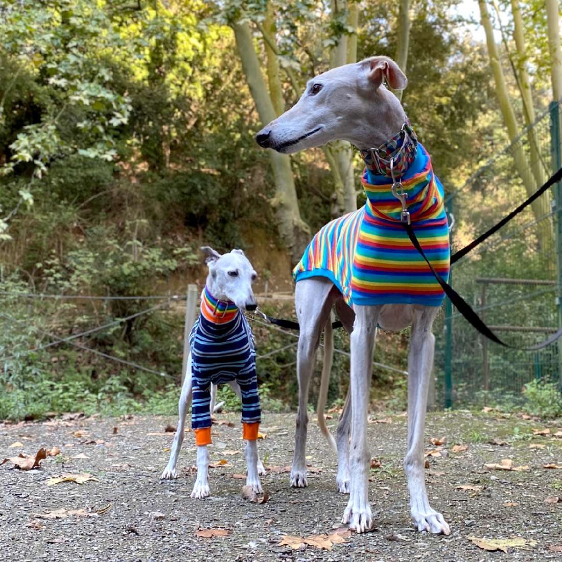 Galgo y whippet con ropa Onda Dogs durante un paseo al aire libre