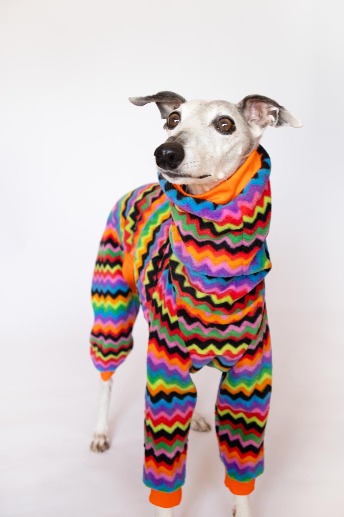 mono polar whippet aspen onda dogs