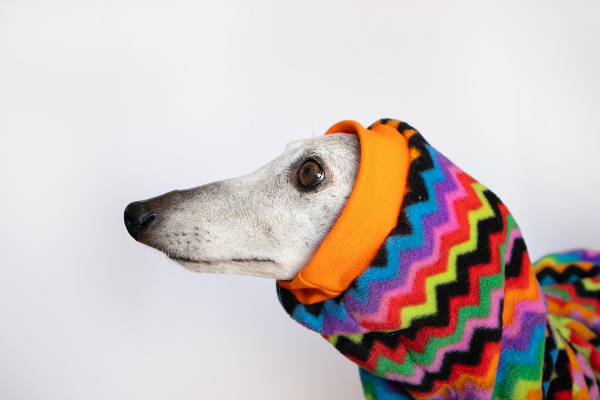 mono polar whippet aspen onda dogs