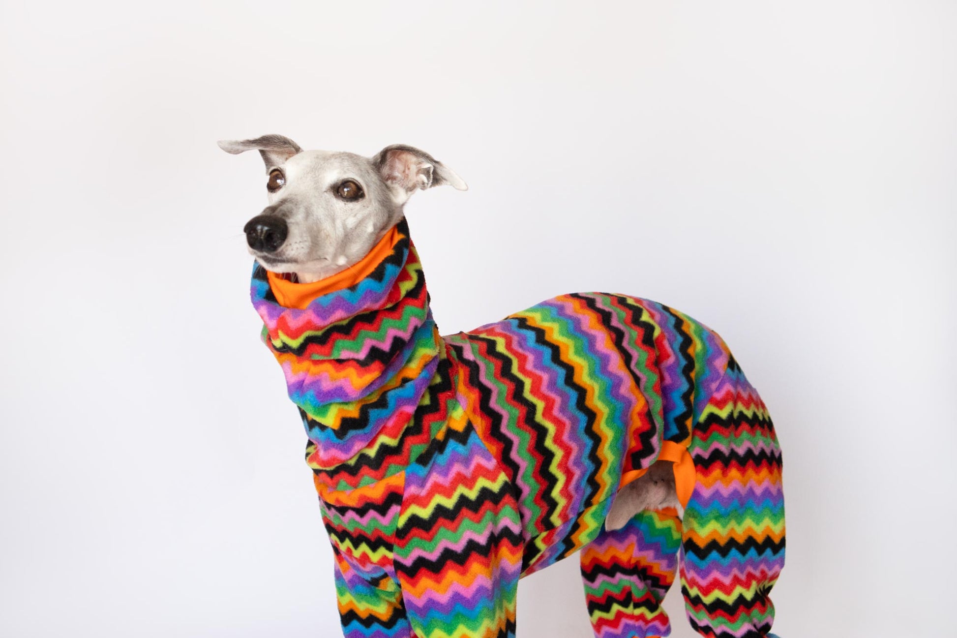 mono polar whippet aspen onda dogs