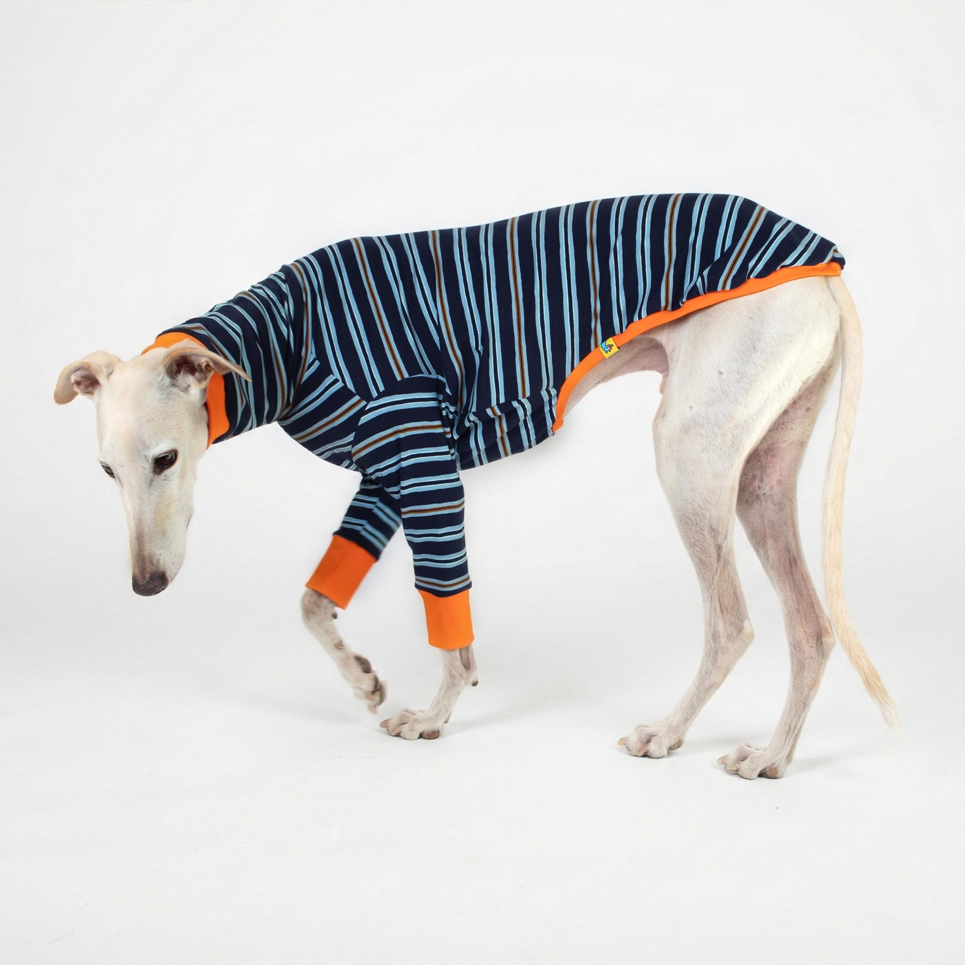 Camiseta para galgo modelo Domingo con rayas azules y blancas de ajuste ergonómico.