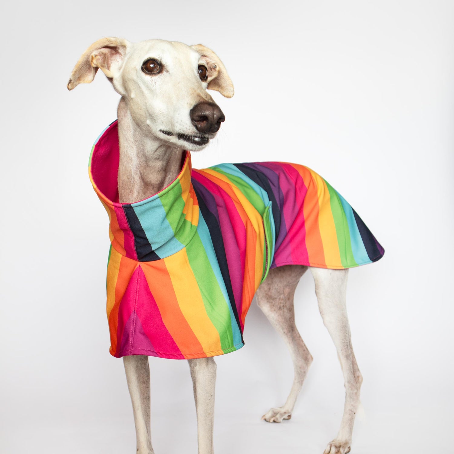 chubasquero para galgo iris onda dogs raincoat for greyhound