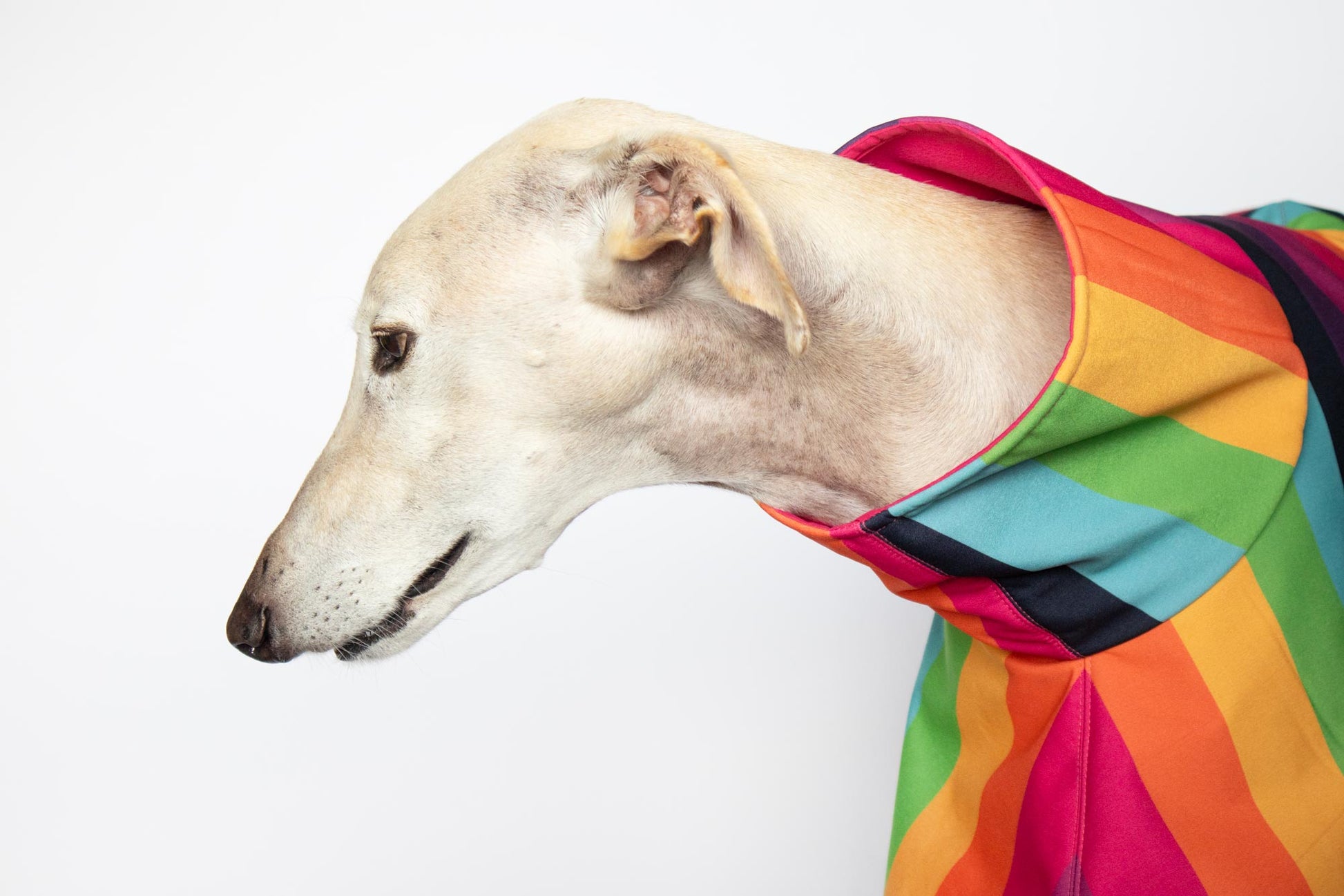 ondadogs chubasquero iris galgo