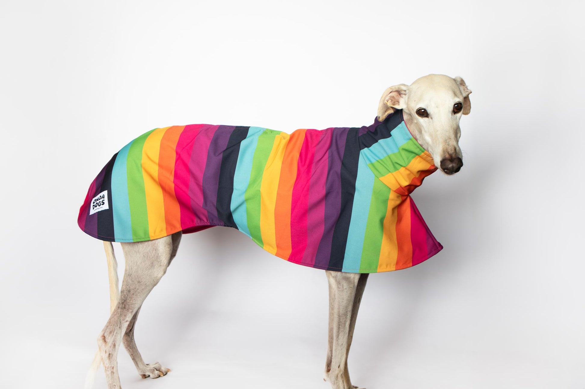 ondadogs chubasquero iris galgo