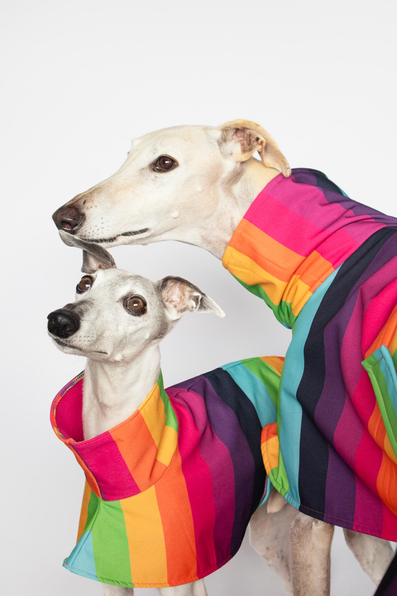 ondadogs chubasquero iris galgo