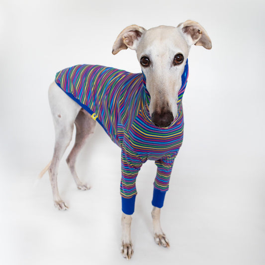 ropa galgo camiseta manga larga arcoiris azul onda dogs greyhound clothes